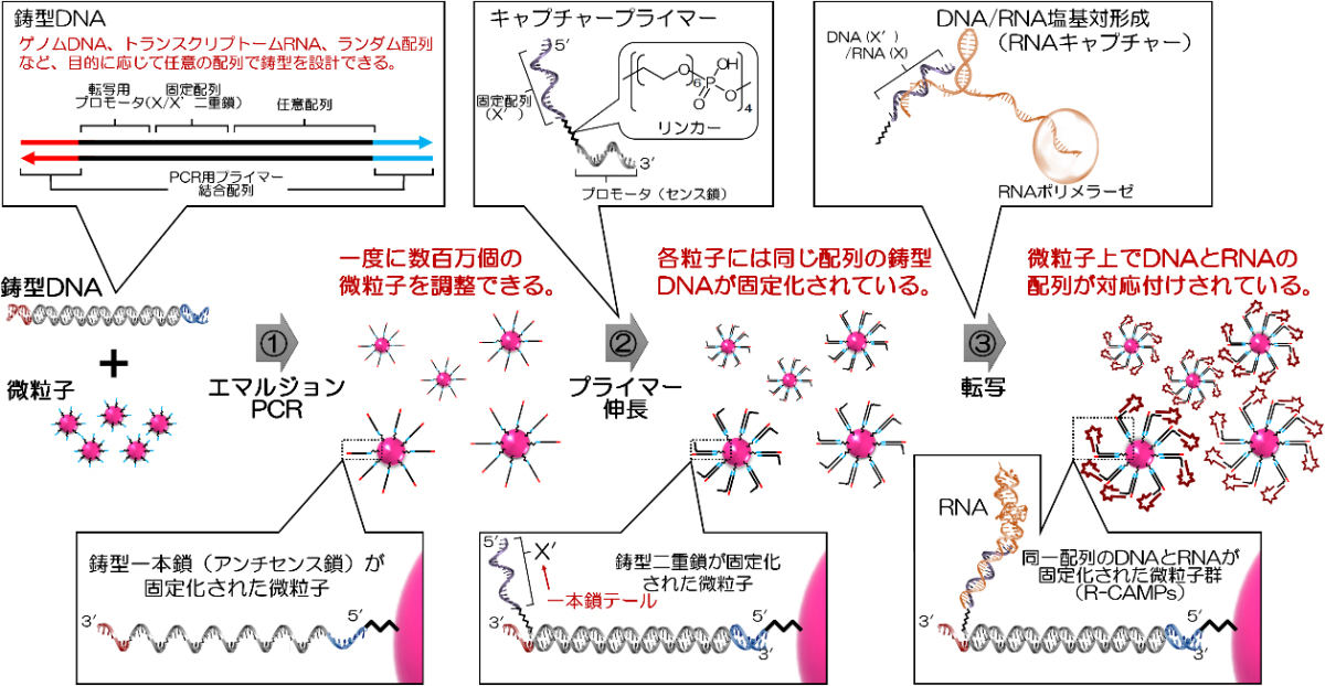 R-CAMPsの調整過程