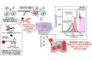 甲南大、ヒトの細胞内から新型コロナウイルスの複製を抑制するRNAを発見