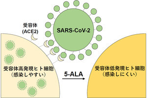 東工大、細胞のACE2受容体を抑制して新型コロナの感染を防ぐ新手法を発見