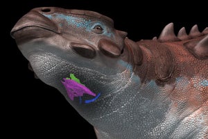 福島県立博物館など、恐竜の発声に関わる器官「喉頭」の化石を発見