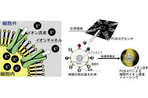 千葉大、細胞外イオン濃度を測定する非侵襲的イメージング技術を開発