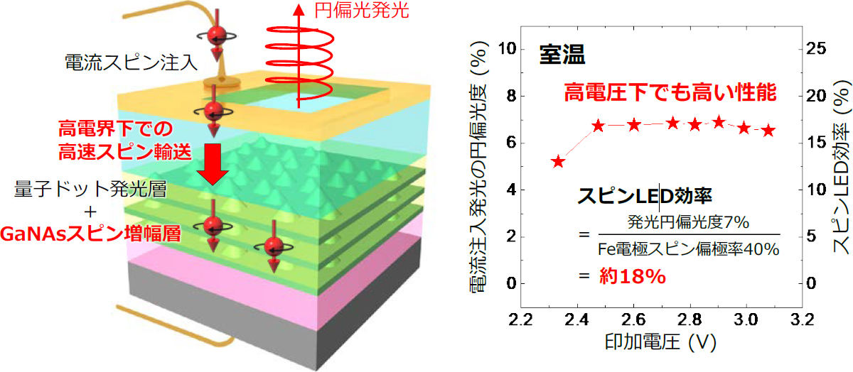 今回の研究で開発されたスピンLEDの模式図