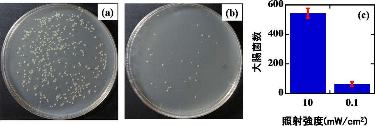 照射線量を10mJ/cm2(照射波長は265nm)で一定にした場合の、大腸菌殺菌効果の紫外線強度依存性。(a)強度10mW/cm<sup>2</sup>で1秒の場合の大腸菌数(90%の殺菌率)。(b)線強度0.1mW/cm<sup>2</sup>で100秒の場合の大腸菌数(99%の殺菌率)。(c)紫外線殺菌する前の大腸菌数は約6000個に対する、(a)と(b)のプレートで計測された大腸菌数。(a)は約550個、(b)は60個