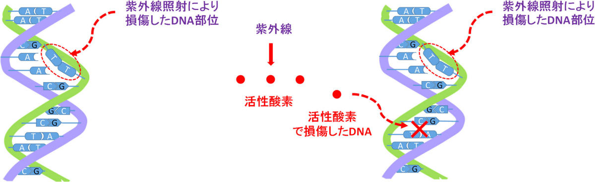 (左)紫外線殺菌によるウイルス・細菌のDNA損傷を示すモデル。紫外線照射により、2重螺旋中の水素結合が壊れ、相隣接したピリミジン塩基間にピリミジンダイマーと呼ばれる新たな結合が形成されDNAの損傷を起こす。(右)紫外線照射により、ウイルスや細菌内で活性酸素が生成され、この活性酸素がウイルスや細菌のDNAおよび脂質層を破壊して殺菌することを示すモデル。紫外線殺菌には(1)DNAおよびRNAの破壊、および(2)活性酸素によるウイルスや細菌の死滅、の2つのメカニズムが存在する