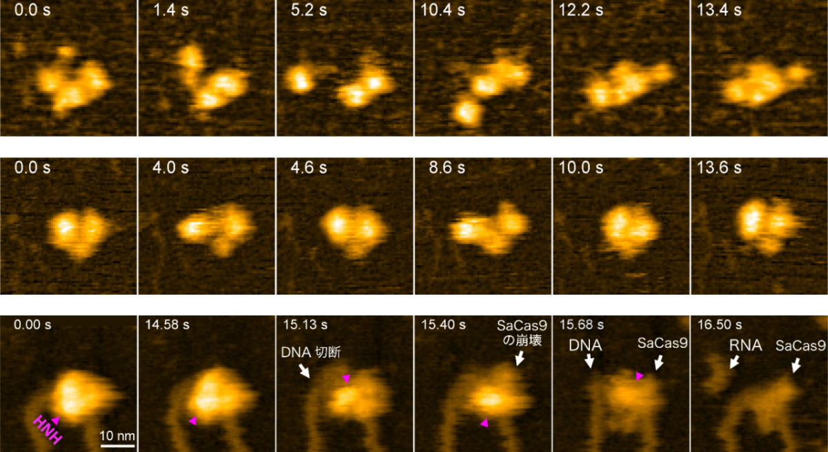 (上段)SaCas9単体の高速AFM動画。(中段)SaCas9-RNA複合体の高速AFM動画。(下段)SaCas9-RNA-DNA複合体のDNA切断時の高速AFM画像