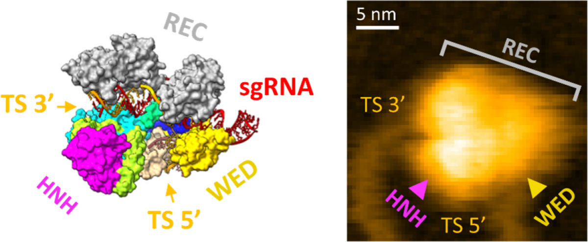 (左)SaCas9-RNA-DNA複合体の結晶構造。(右)高速AFM画像