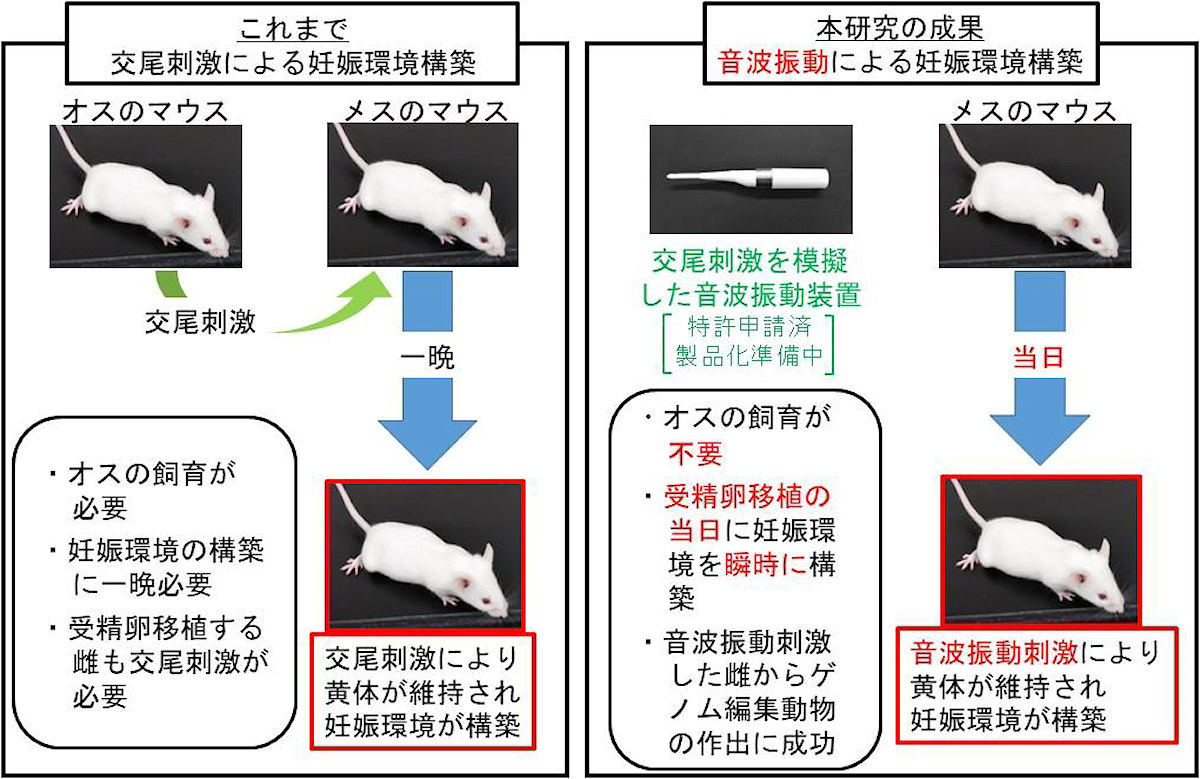 (左)これまでの交尾刺激による妊娠環境構築。(右)今回の研究成果である音波振動による妊娠環境構築