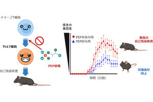 OIST、さまざまな自己免疫疾患の治療薬になりうる化学物質を発見