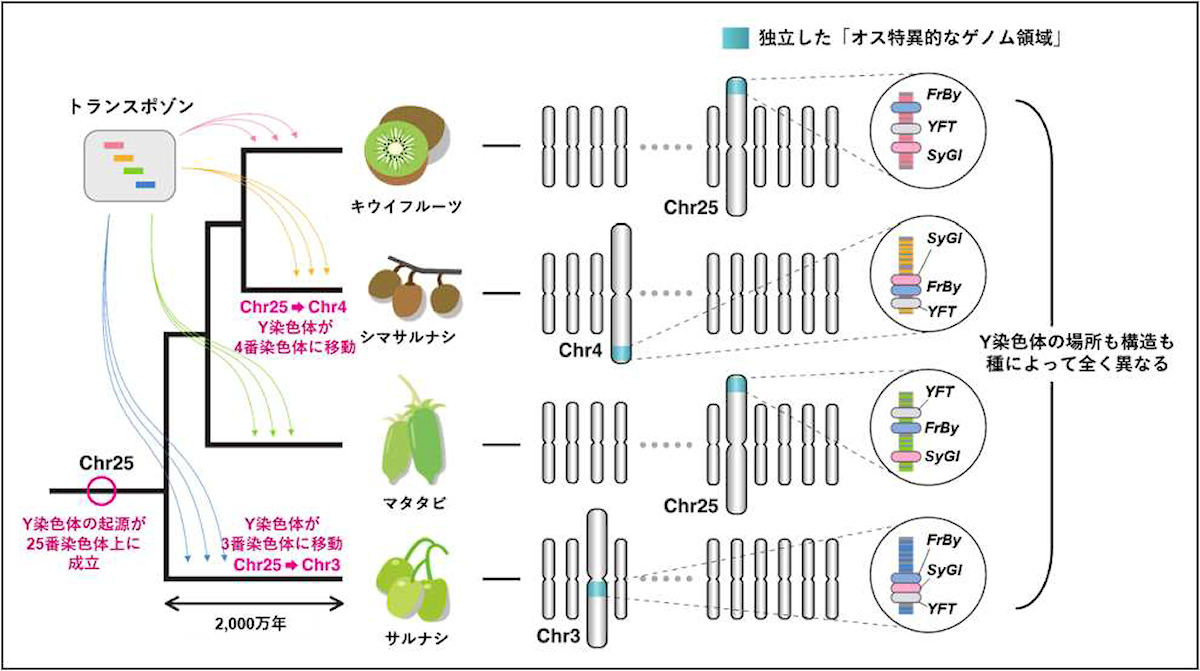 キウイフルーツ(マタタビ属)は新しいY 染色体の成立進化を繰り返す