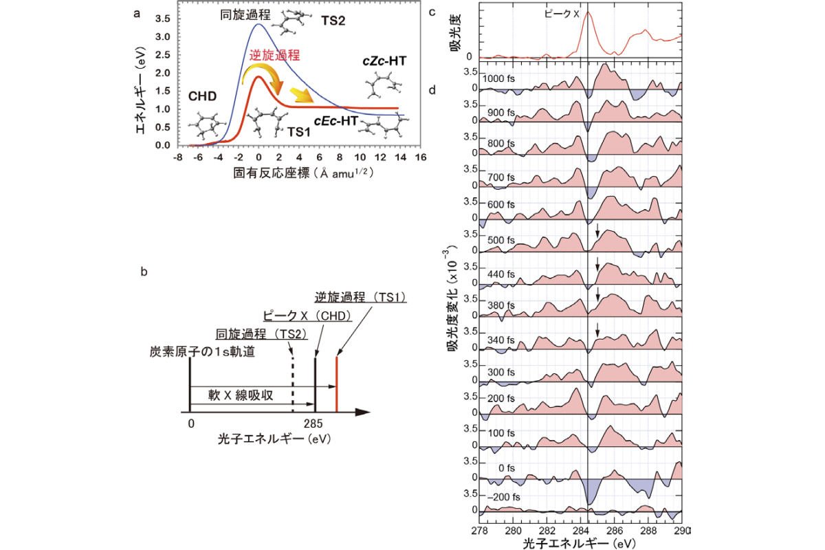 (a)量子化学計算によりわかった2つの反応経路と経路上の分子構造。(b)観測された吸収スペクトルを説明するCHDのエネルギー準位。開環途中(TS1)で吸収エネルギーが高エネルギー側にシフトする。シフトの方向で同旋過程(TS2)と区別可能。(c)CHDの軟X線吸収スペクトル。(d)時間分解吸収スペクトル。矢印は開環途中の構造(TS1)による吸収