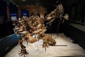 【訂正あり】貴重な鎧竜「ズール」の実物化石が日本初上陸、上野・科博で特別展「恐竜博2023」が開幕