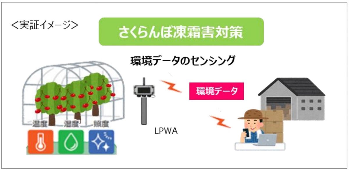 さくらんぼ凍霜害対策の概要