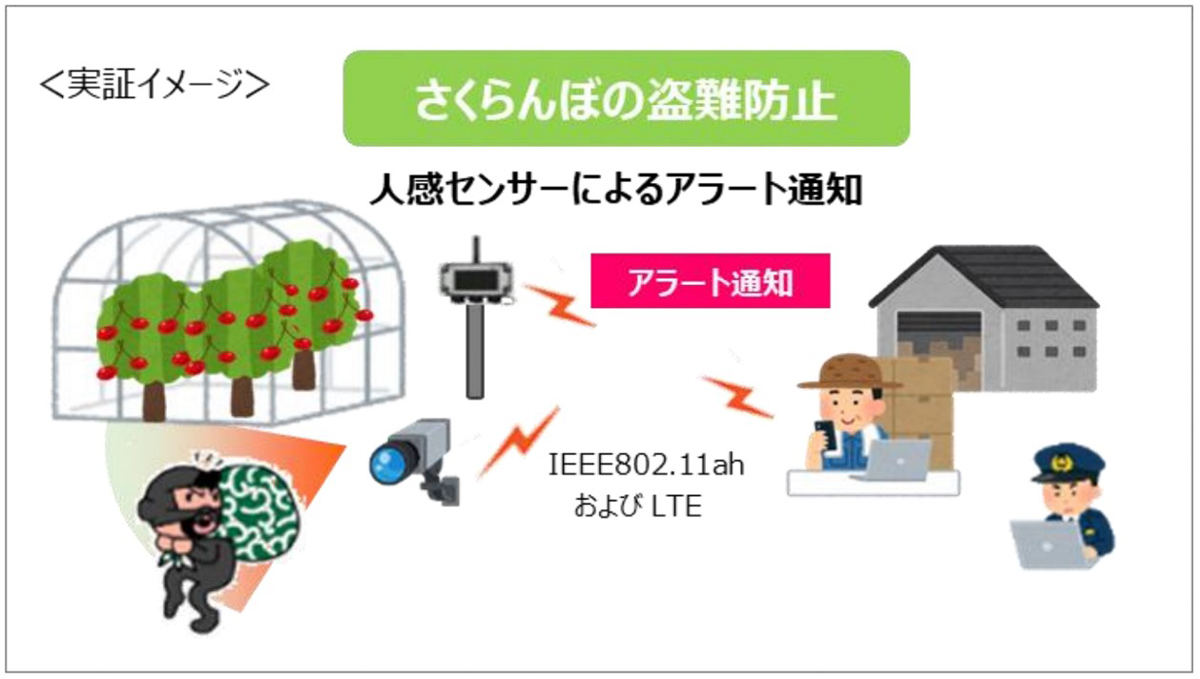 さくらんぼ盗難対策の概要