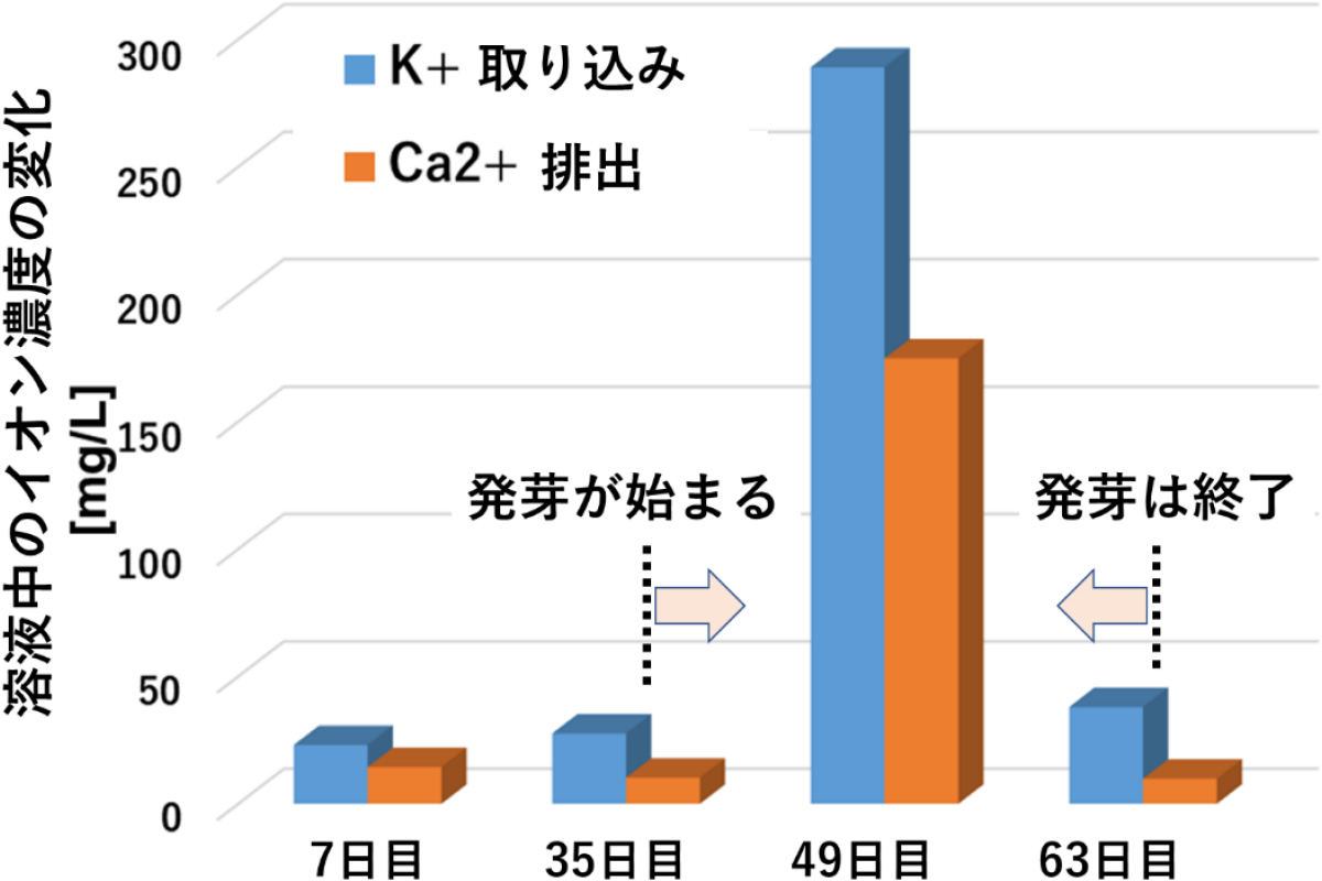 K+イオンの取り込みとCa2+イオンの排出。溶液を7日間ごとに交換しながら、溶液中のイオン濃度の測定が行われた。すると、発芽のタイミングに合わせて大量のK+イオンが種子に取り込まれ、同時にCa2+イオンが種子から排出されたことが判明。ナノバブル非含有水では、このような顕著な効果は確認されなかった