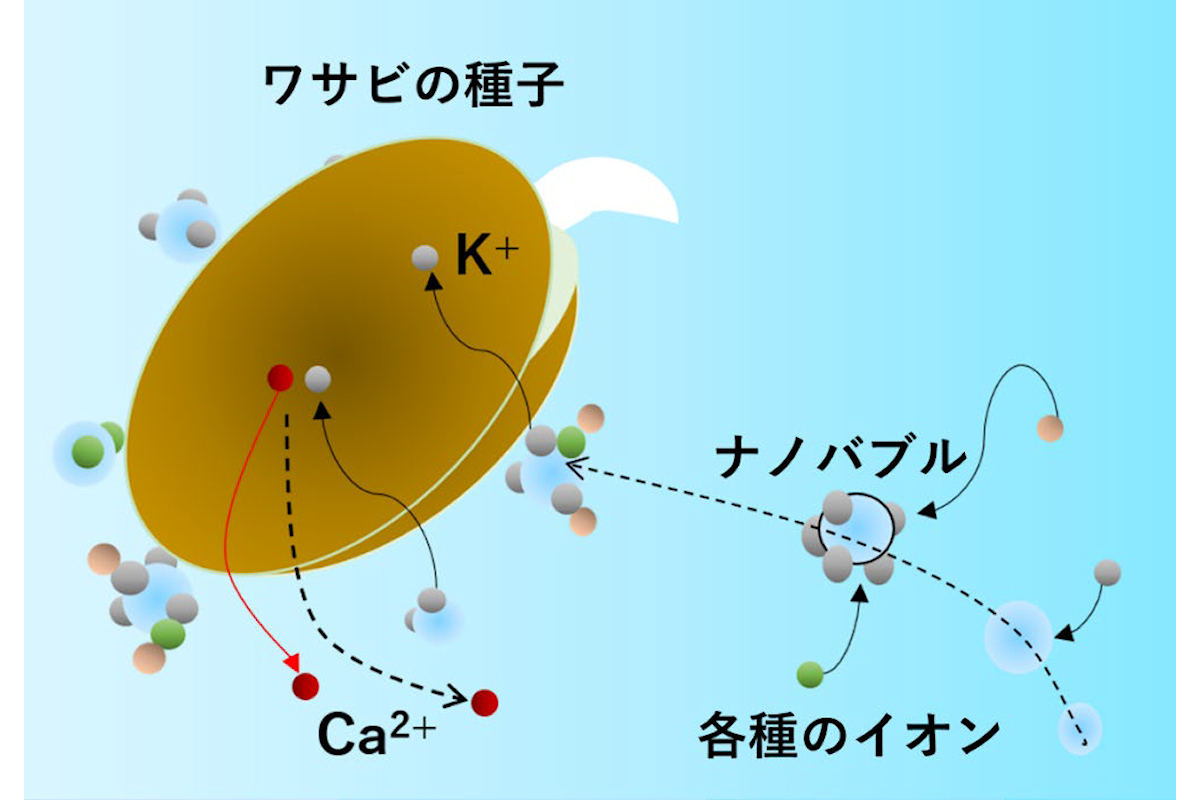 ナノバブルによるK+イオンの取り込みのイメージ。ナノバブルがワサビの種子の発芽率を向上させるメカニズムとして、K+イオンを引き連れて種子の内部に侵入している可能性があるという。そのタイミングに合わせて、種子からはCa2+イオンが排出される。この相乗効果により、種子の発芽率は20%から70%に増加した