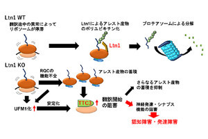 リボソーム品質管理の破綻が神経疾患を引き起こす　理研がその機構を解明