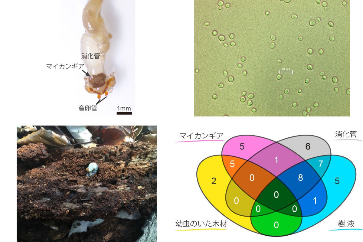 (左上)ネブトクワガタのマイカンギア(黒褐色部)。(右上)マイカンギアから分離された酵母。(左下)木材中のネブトクワガタ幼虫。(右下)分離された酵母の種数