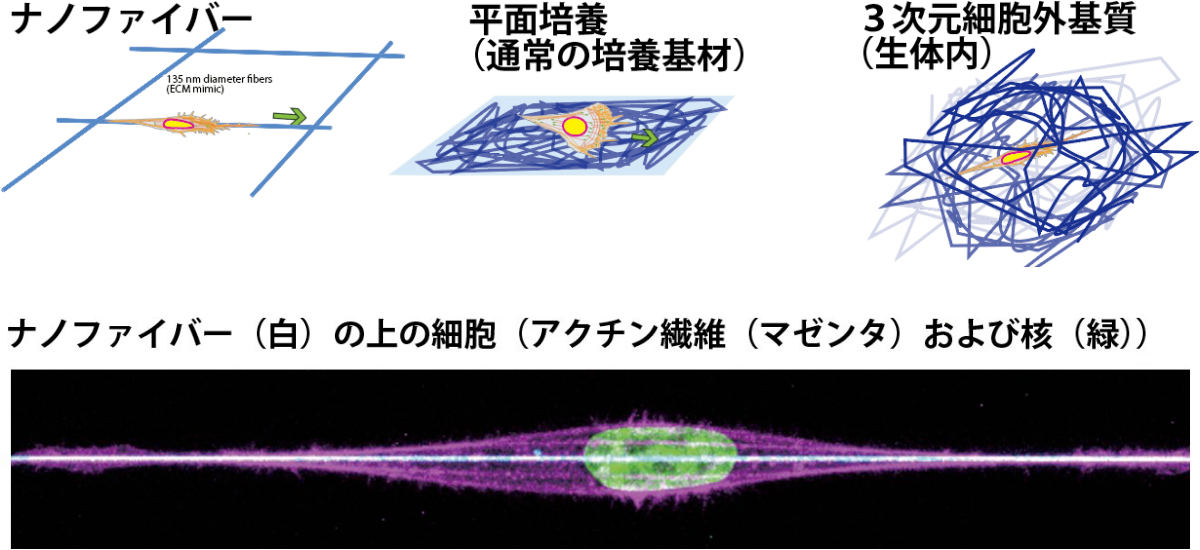 (上)細胞培養に用いられる基質の形状。(下)直径135nm繊維に接着した細胞
