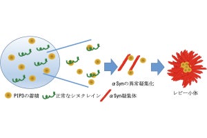 阪大、パーキンソン病のタンパク質「αSyn」の異常な凝集のきっかけを解明