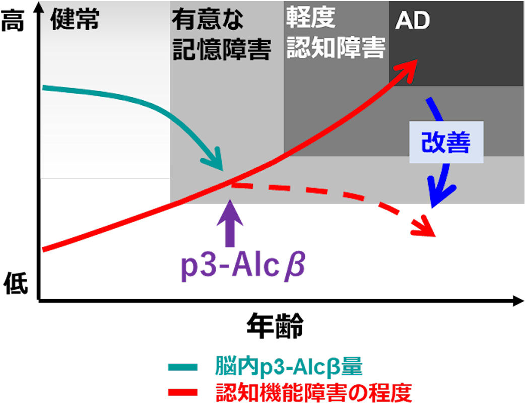 p3-AlcβのAD治療薬としての活用。AD初期患者ではp3-Alcβの低下が認められる。有意な記憶障害が生じる時期からp3-Alcβ(経皮吸収剤名ALC919)を投与することで、ADの進行を遅らせ認知機能障害を抑制する効果が期待できる