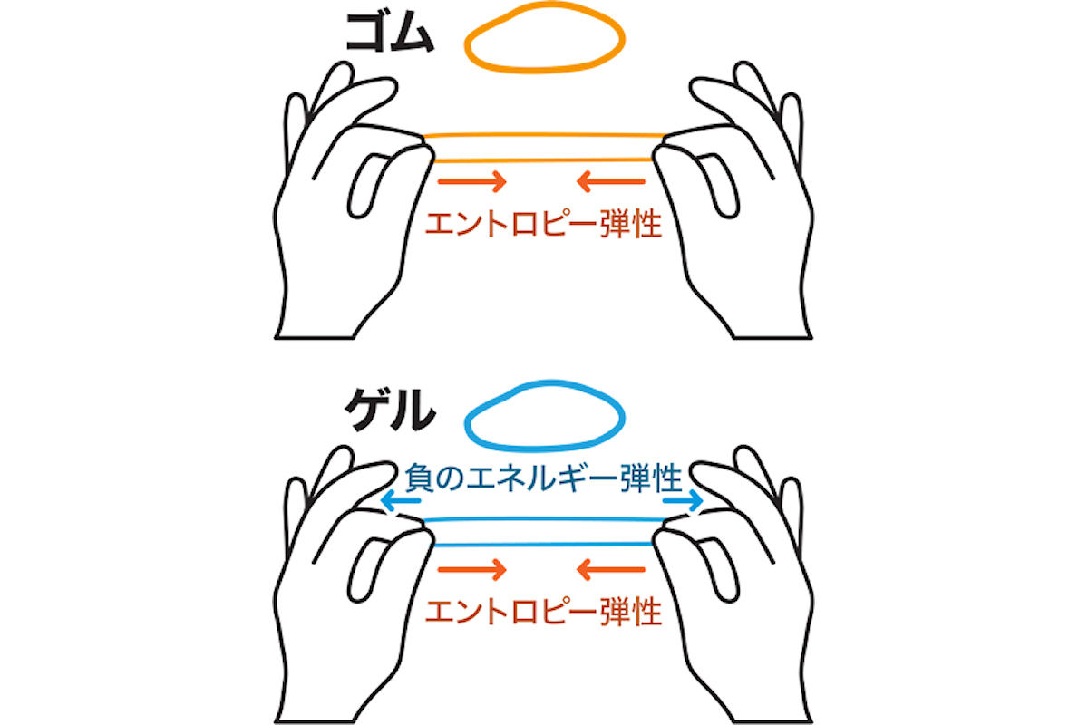 ゴムの弾性とゲルの弾性の比較。ゴム弾性は、伸ばすと縮もうとするエントロピー弾性だけであるのに対し、ゲル弾性はエントロピー弾性に加えてそれを弱める方向に負のエネルギー弾性が存在し、それがゲルのやわらかさを生んでいる