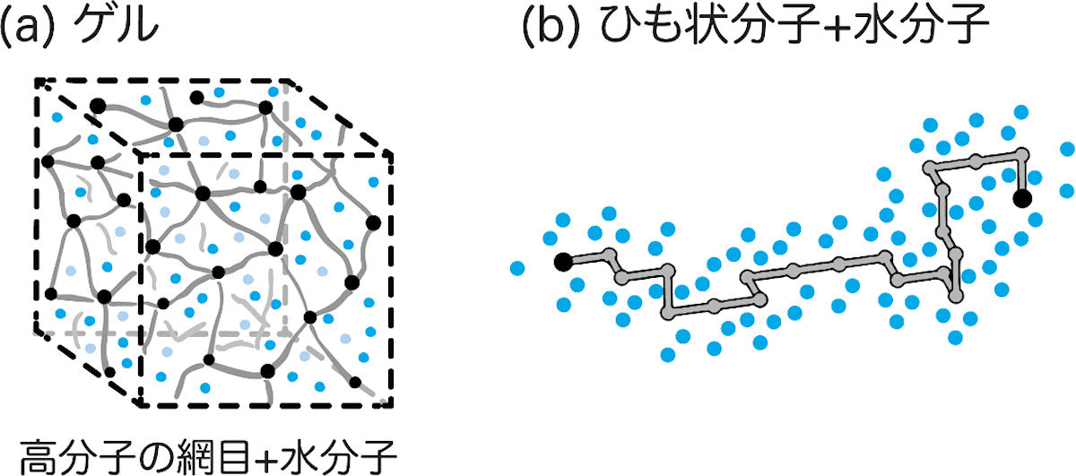 ゲルと本研究に用いた数理モデルの概念図。(a)ゲルは高分子が作る3次元的な網目(灰色)の中に大量の水分子(青丸)を保持している。(b)ゲルを構成する高分子の網目のうちの1本のひもに注目し、格子点をつないだ経路として表現されている。ひも状分子の周りに水分子(青丸)が存在し、ひも状分子と水分子の間に引き合う力(引力相互作用)が働いている