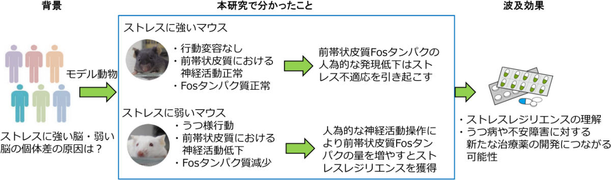 今回の研究の概要