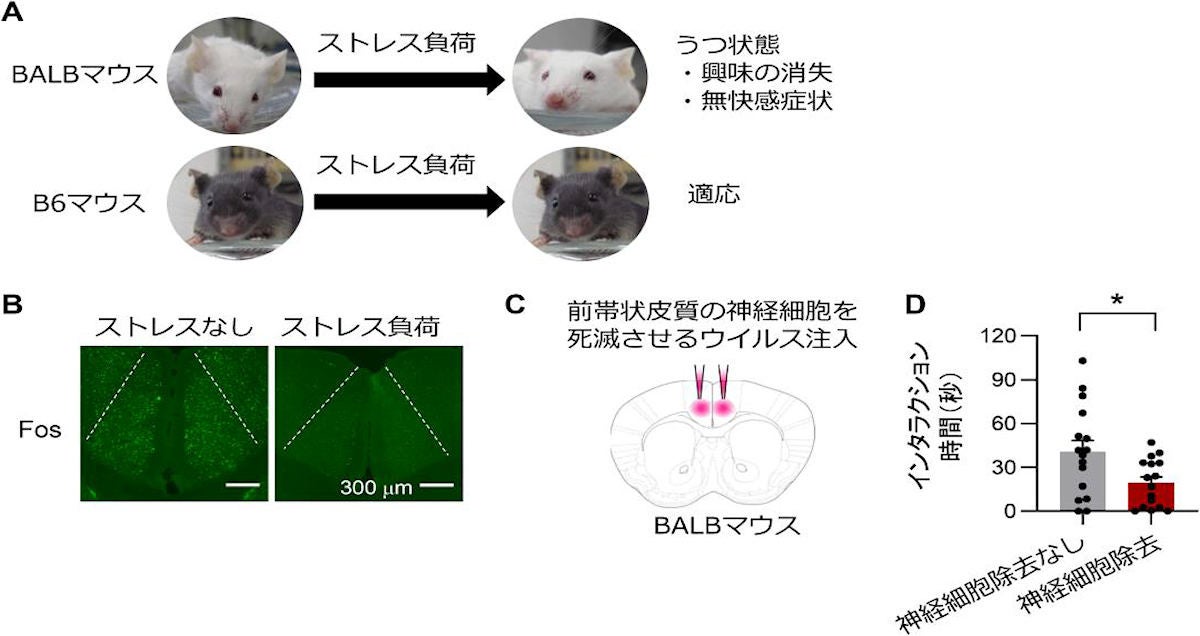 前帯状皮質はストレス負荷後の社交性異常に必須の脳領域