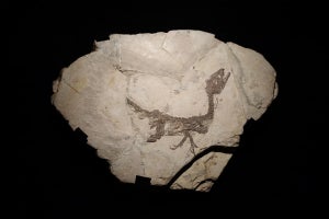 恐竜博2023、世界に1体だけの貴重なスキピオニクスのホロタイプ標本を追加展示