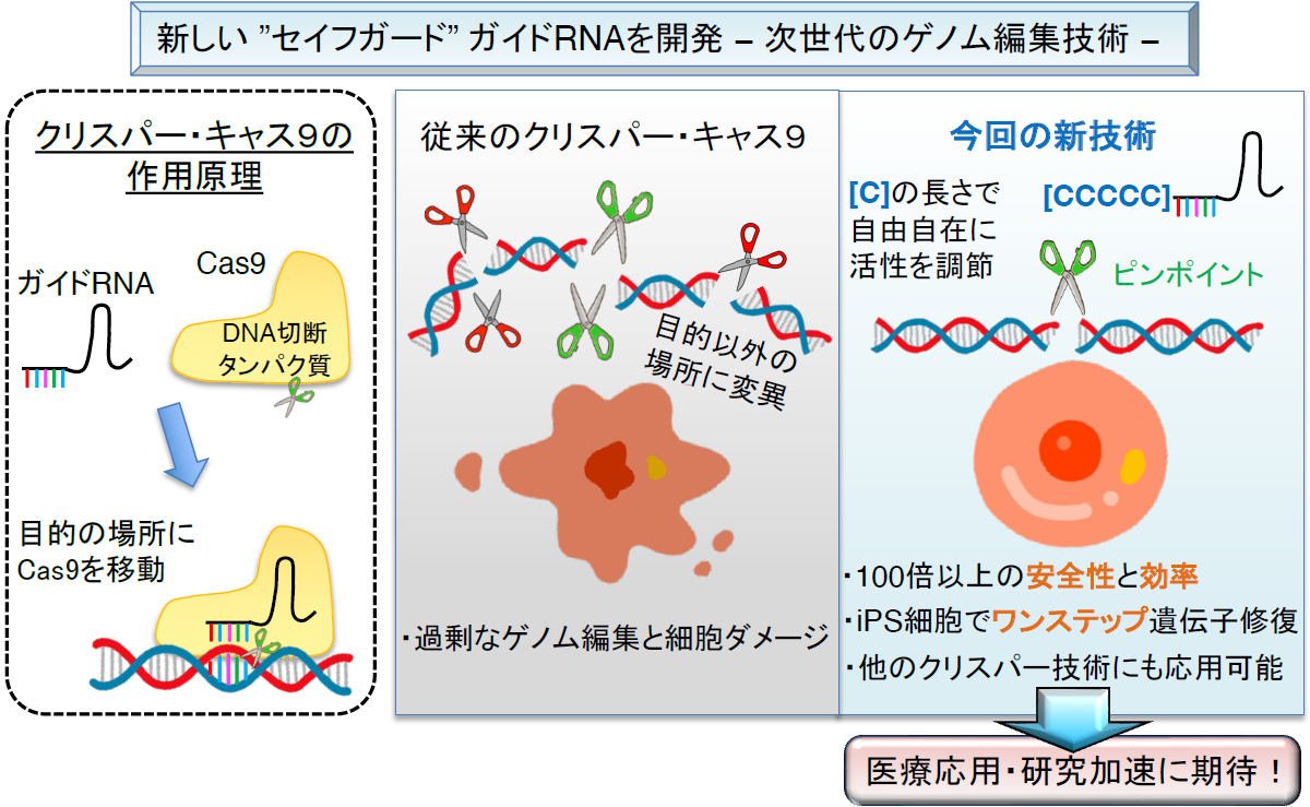 今回の研究成果の概念図