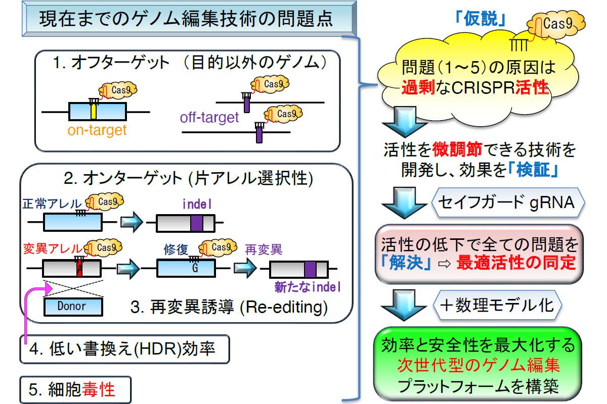 問題点と解決までの流れ。現状のゲノム編集技術における問題点1～5(左)に対し、なぜこれらの問題が生じるのかの仮説が立てられ、解決手段の考案とシーズ開発、検証を通して、すべての問題点を解決できる新規ゲノム編集法が開発された(右)