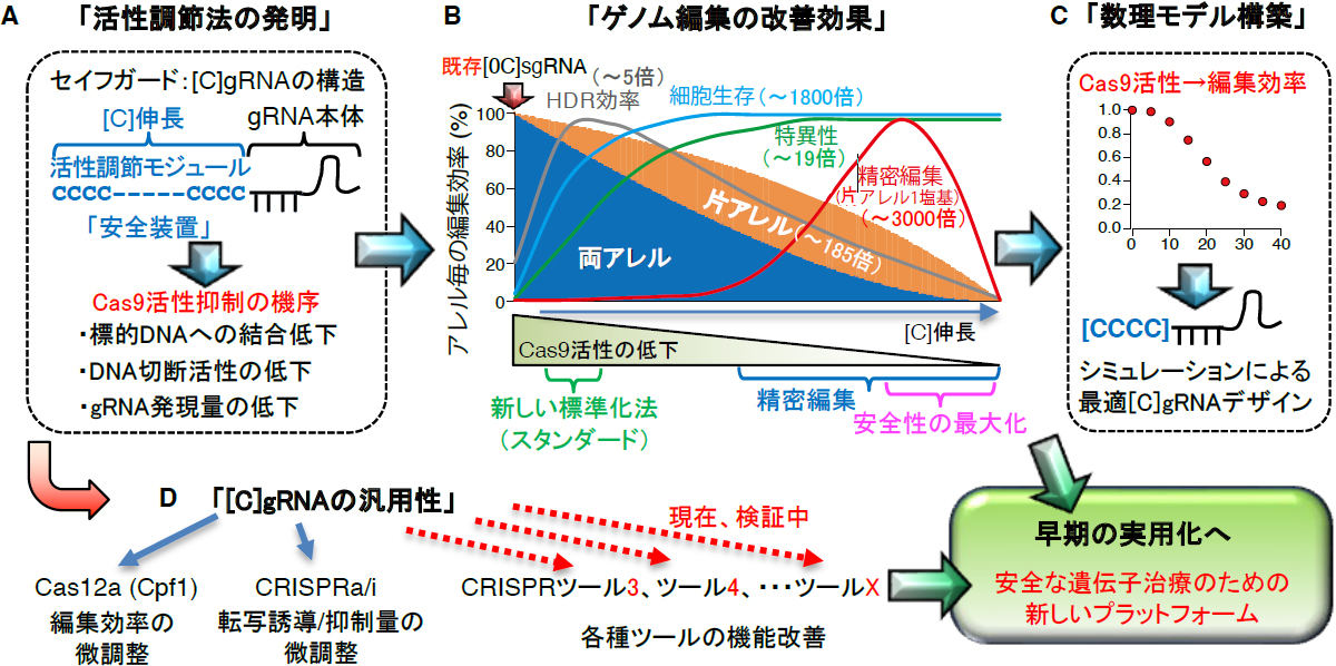 研究成果のまとめと今後の展望。(A)活性調節gRNA の開発を通して、(B)Cas9活性の抑制によってどのようなゲノム編集効果が得られるかが解析され、(C)活性と編集効率の関係性の全容が数理モデル化された。さらに、(D)[C]gRNAの汎用性をCas9以外のツールでも確認し、現在、早期実用化を目指しているとした