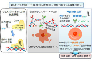 九大など、「CRISPR-Cas9」の安全課題を解決するゲノム編集技術を開発