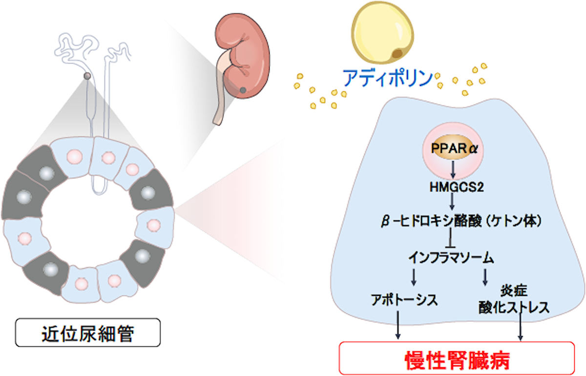 アディポリンによる慢性腎臓病に対する防御作用のメカニズム