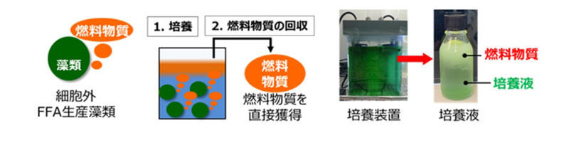 微細藻類の細胞の外に燃料物質を作製させることによって“燃料”生産する生産工程の模式図