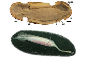 東大、謎の古生物「タリーモンスター」の脊椎動物説を否定する証拠を確認