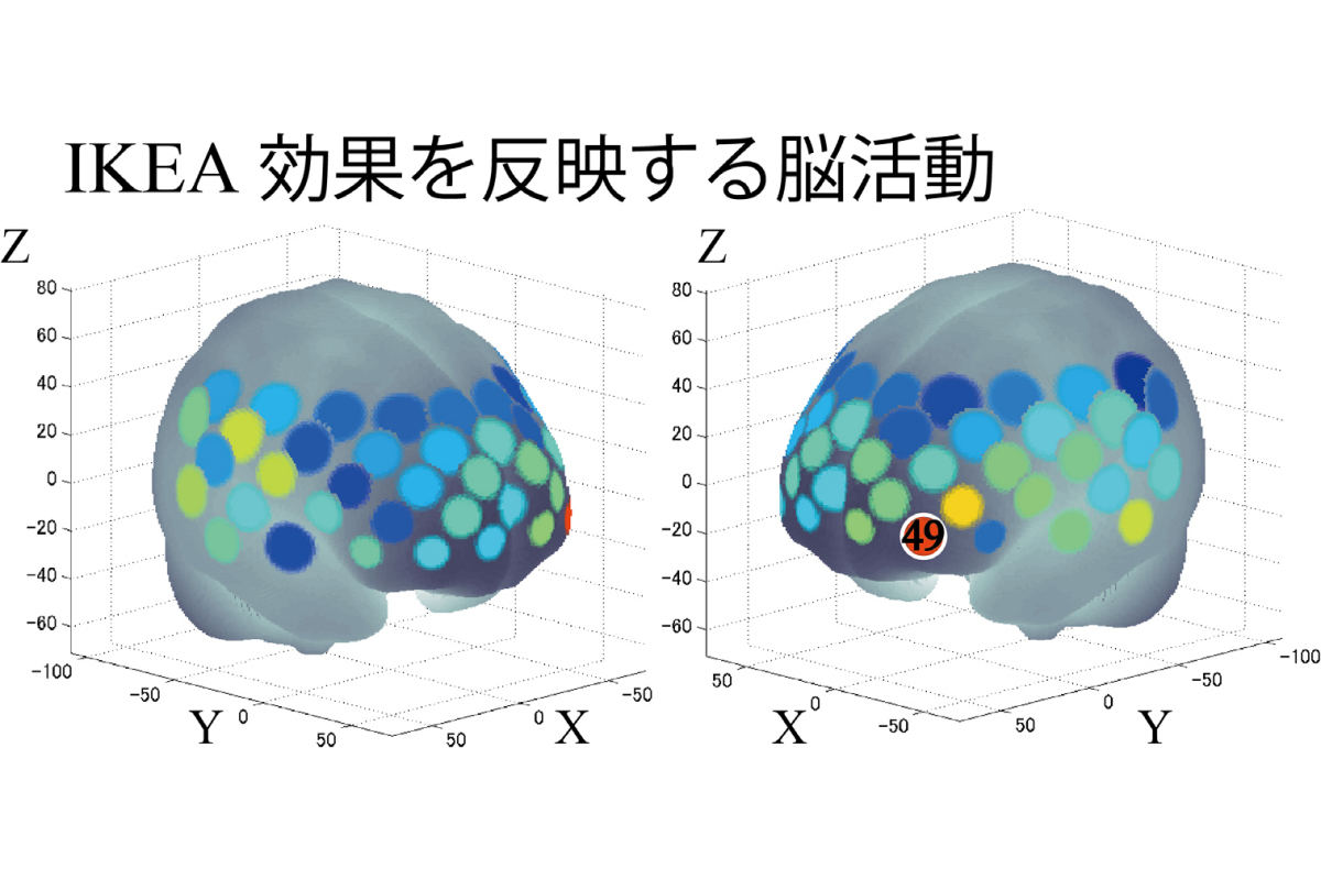 fNIRSを用いて、DIY条件とNon-DIY条件における脳活動の差が示された。これはIKEA効果を反映する脳活動。脳機能の活動があった部位に活動の強弱が色分けされている(赤いほど活動が高い)。脳の図上に表記されている数字の「49」は、左背外側前頭前野/前頭極に位置する