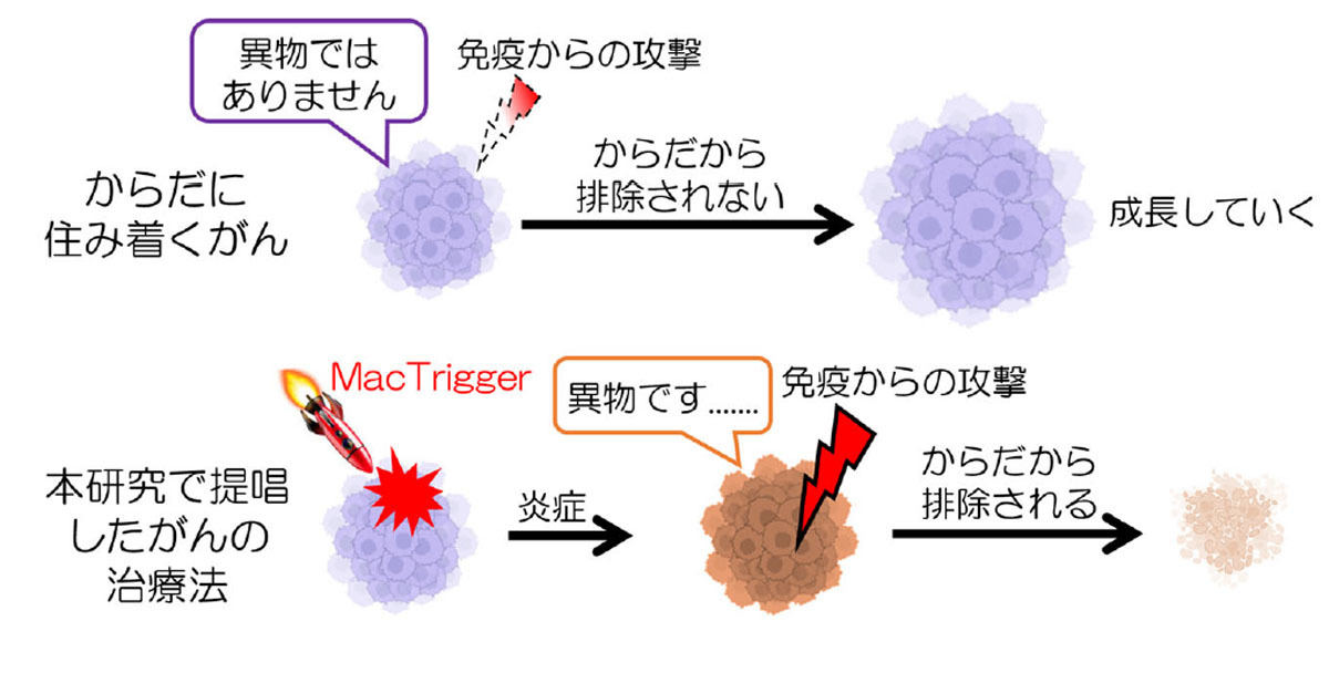 細胞医薬「MacTrigger」の概念図