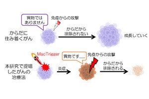 九大、がんを退治する“引き金”を投与する細胞医薬法の開発に成功