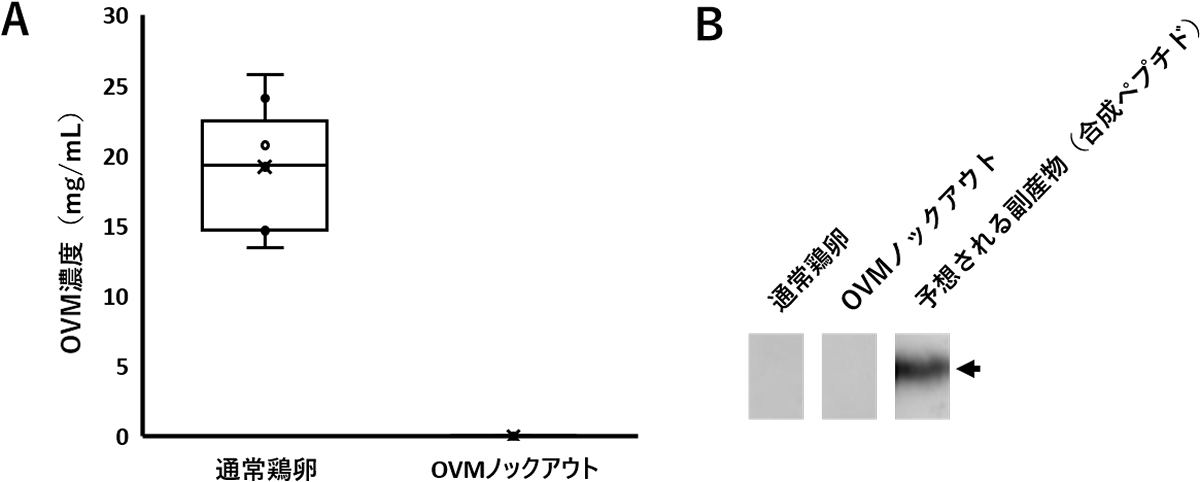 ノックアウト卵白におけるタンパク質レベルの解析。(A)ELISA法によるOVMの検出。(B)イムノブロット法による副産物の検出