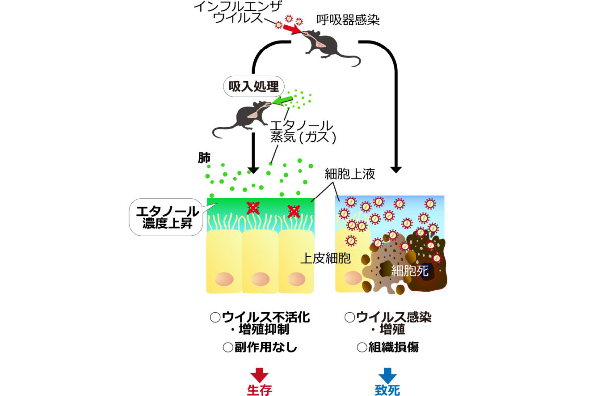 マウスにエタノール蒸気を投与すると、A型インフルエンザウイルスによる重篤な呼吸器感染症を予防できることが判明した。画像提供:玉井美保博士、石川裕規准教授