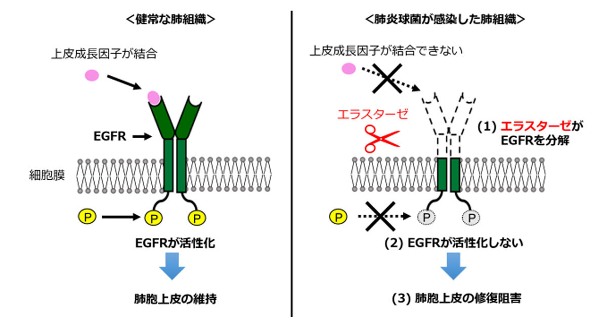 エラスターゼによりEGFRが分解されることで肺組織の修復が阻害されるメカニズム