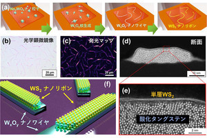 岡山大、TMDCによる一次元構造の「ナノリボン」の合成に成功