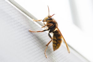 アレルギー反応を惹起する免疫細胞がハチ毒の防御に重要？　その働きとは