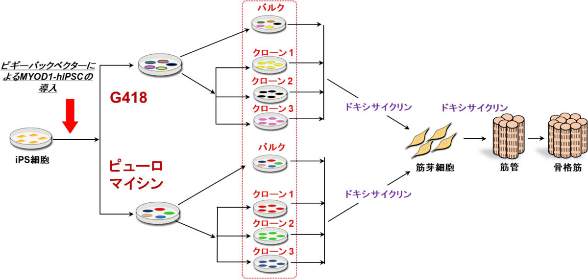 ヒトiPS細胞から骨格筋への分化誘導。