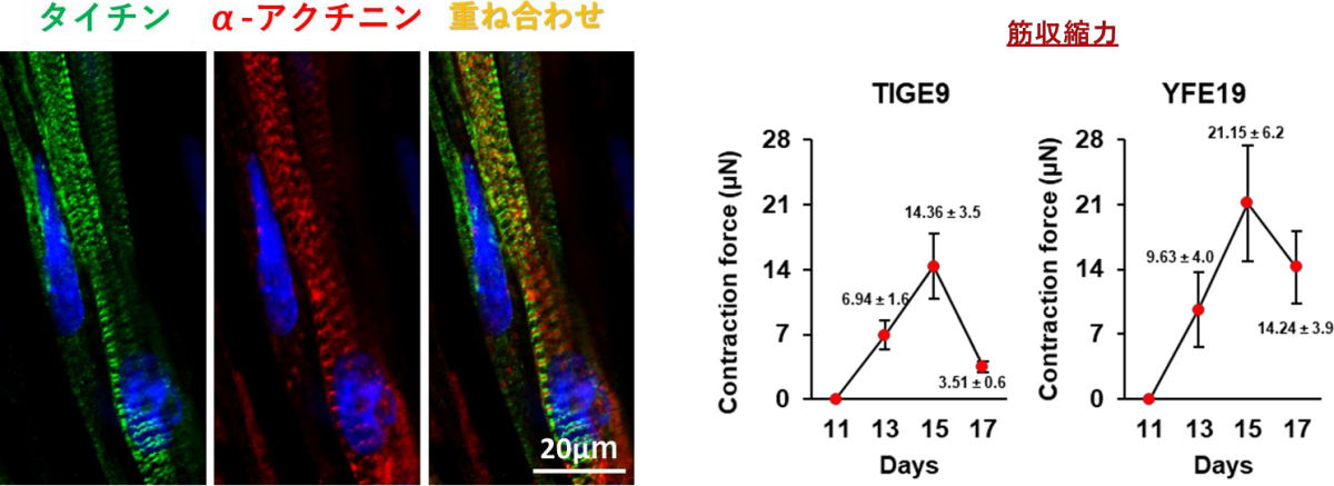 3次元骨格筋の構築と筋収縮力の検出。