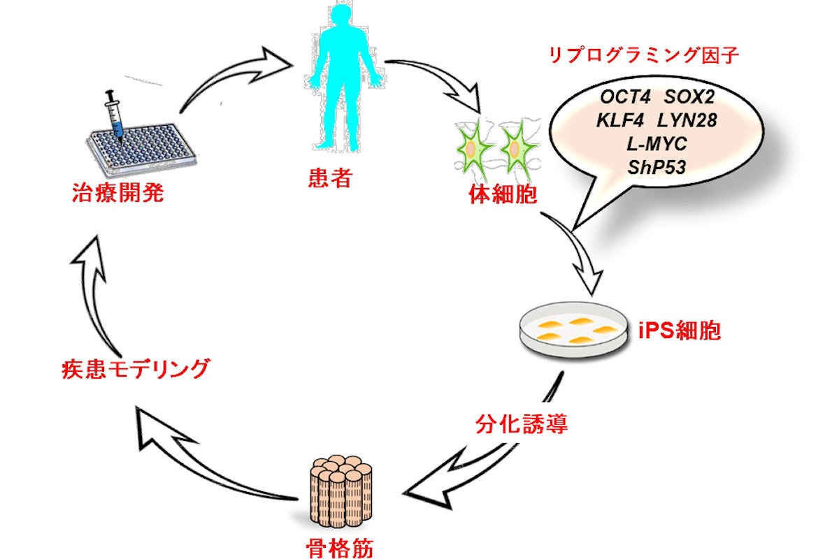 治療開発への応用。