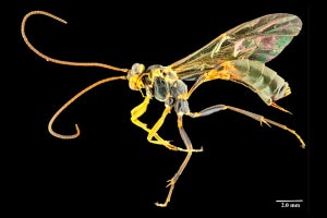 神戸大のキャンパス内で夜行性ハチ類の新種「コウベアメバチ」を発見！