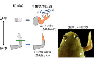 成体だと四肢が再生できなくなるカエル　そのメカニズムを弘前大が検証