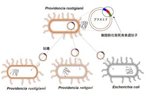 大阪公大、食中毒原因のProvidencia属細菌がもつ病原遺伝子の伝播方法を解明